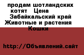 продам шотландских котят › Цена ­ 3 500 - Забайкальский край Животные и растения » Кошки   
